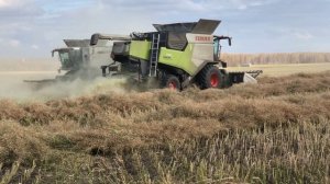 4 CLAAS TRION подбирают рапс