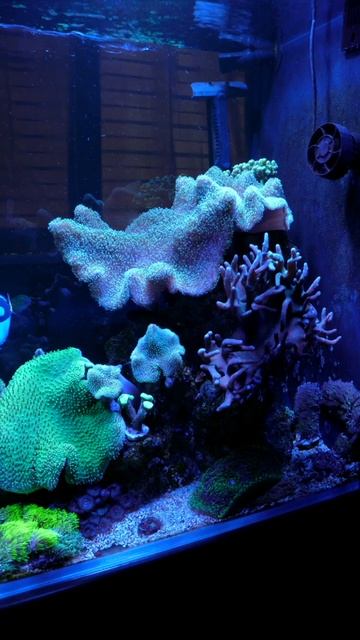 Морской аквариум Tortuga-Chanal смотреть онлайн