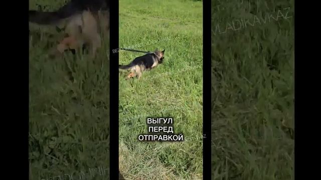 СТАРУШКА-ОВЧАРКА ДОЕХАЛА В МОСКВУ