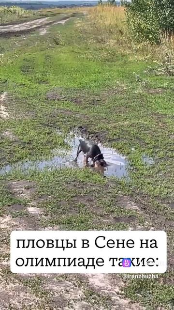 Пловцы в Сене на Олимпиаде🤣