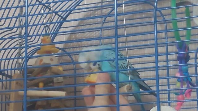 ТОША И АПЕЛЬСИН! | ТОША КУШАЕТ АПЕЛЬСИН