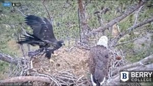 Berry College Eagles~Wingercising For Mom-B15's Warm Embrace_3.22.22