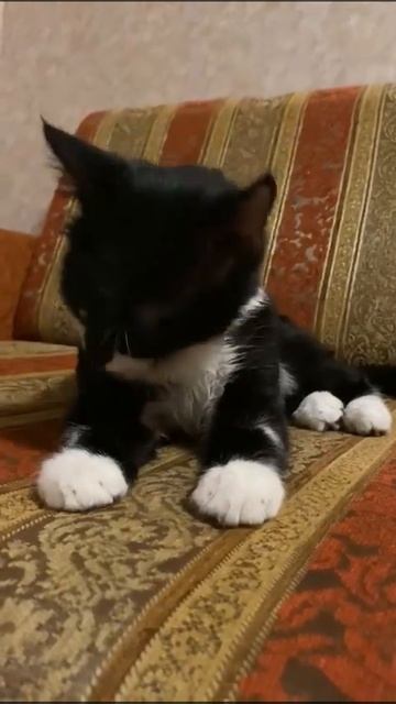 Удивительный котенок в поиске мама и пап
