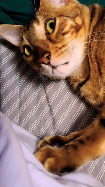 #бенгал #alisa #котики #bengalivlog #алиса