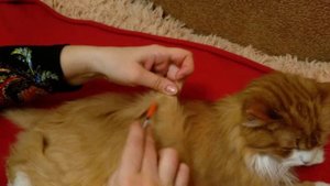 Колем инсулин коту