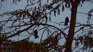 Bird Life - Lake Jipe Taita Taveta Kenya