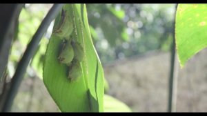 Daniel Hargreaves -  Bat Researcher - Honduran White Bats