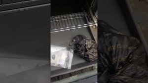 Газовая кухонная плита 60 см Бош Bosch HGV 745220 белая Germany