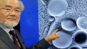 Аутофагия   механизм, увеличивающий продолжительность жизни!