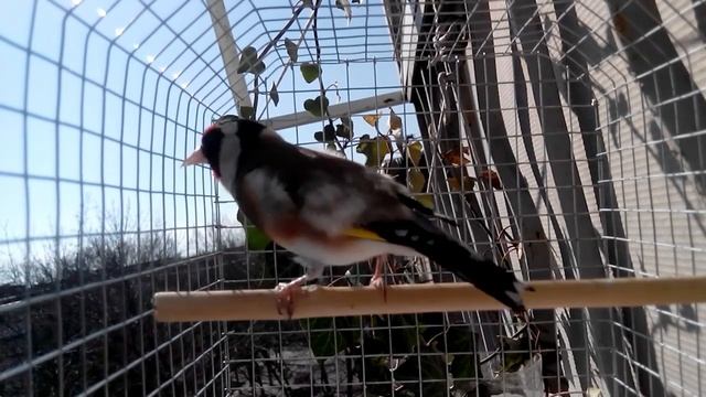 Пение щегла смотреть онлайн