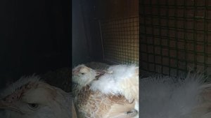 Сидит клуша 25й день на яйцах, а цыплят нет.