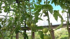 Томат Африканская Лиана (African Vining)