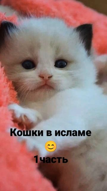 кошки в #исламе #кораннавсюночь
