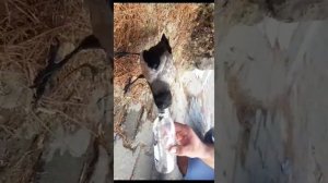 Кормление птенца Ворона