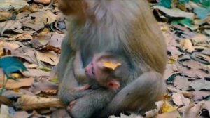 Гармония отношений между Mom и baby monkey...