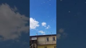 Бакинские голуби Масквы.линии Арифа моево друга Николая 150 штук в небе 89268383838.