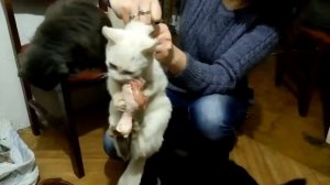 Очень голодное котэ. Ржака.