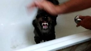 часть.1 КАК ПРАВИЛЬНО МЫТЬ КУСАЧУЮ СОБАКУ В ВАННЕ _ HOW TO WASH THE DOG