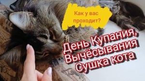 День Купания, Вычёсывания, Сушка кота Мейн куна Севы. Как у вас проходит?