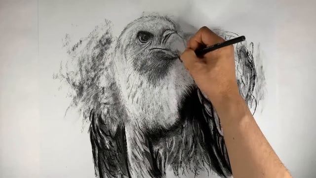 Griffon Vulture | Charcoal drawing #art #buitre #bird #birdofprey