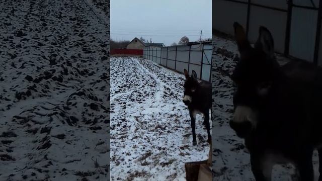 Ослики на прогулке.