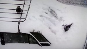 Смешные вороны катаются с горки , забавляются.