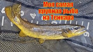 Моя самая крупная рыба на Тенкара