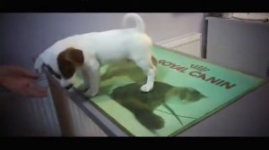 🐾  Локи Бобо первый раз у доктора 🐾 Говорящая собака 🐾  Влог - 2 серия