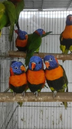 red-collared lorikeet.