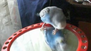 Говорящий попугай САШКА!!!!)))))