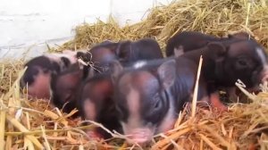 Мини-пиги МАЛЫШИ #минипиги / микро поросята