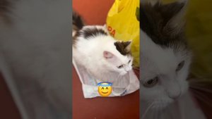 Осторожно! Злая хозяйка забирает пакет!!! #cat #catlover #catvideos #смешныекоты #cats #cat