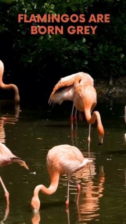 Flamingos 🦩. Amazing animal facts 7 #fun #funny #short #pet #bird #flamingo