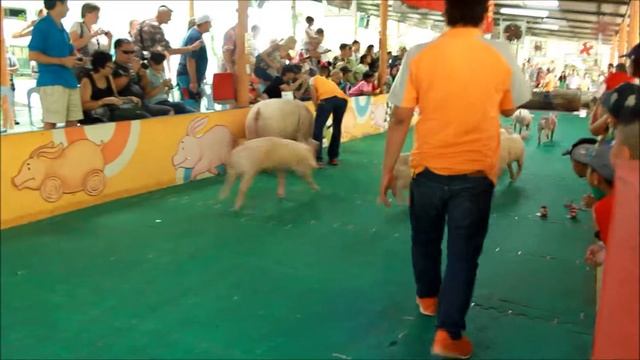 Свинные бега Тигровый зоопарк Сирача / Siracha Tiger Zoo (Тайланд) - 3