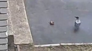 Ворона обижает крысу