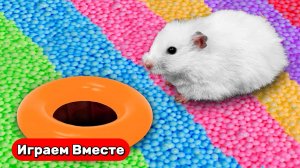 Бассейн с Шариками ! Лабиринт с ловушками для Хомяка ! Видео для детей ! Домашние живтоные