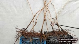 🍇 Выкапываю САЖЕНЦЫ ВИНОГРАДА ИЗ ШКОЛКИ. Очень ПРОСТОЙ СПОСОБ! Что делать с саженцами осенью?