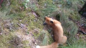 Встреча с бешеной лисой Часть 1