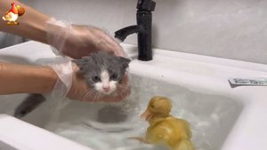 Как купать котенка правильно и приучать к воде 🐈😹😻