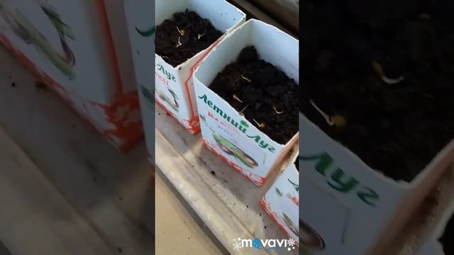 Сажаем семена на рассаду