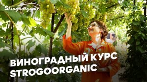 Как вырастить виноград везде? / Виноградный курс от Strogoorganic.