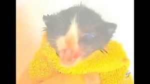 ванечкин дую Спек инглиш