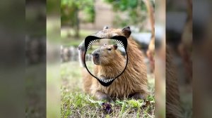 ля, ля , ля капибара, (песня!) 🤤🤤