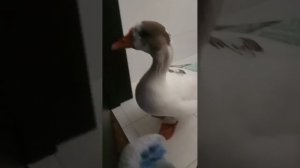 Гусь дома. Как жить с ним?