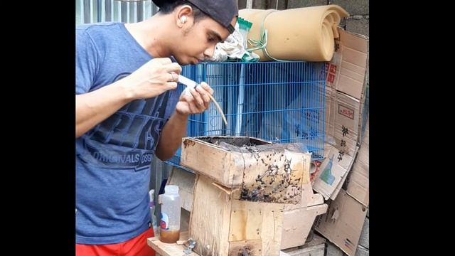 STINGLESS BEE HONEY HARVEST |  HASIL PANEN MADU TRIGONA ITAMA SETELAH 4 BULAN | BUDIDAYA DIRUMAH