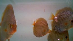 Hi Body Fine Line Snake Skin   Color Discus