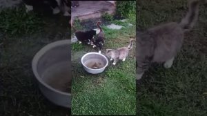 Кошачий завтрак - живая рыбка 2023.