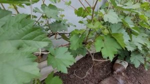 Активное цветение винограда.  Виноград в  Ленинградской области на 2 июня 2024.