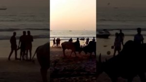 Бой быков на пляже Калангута Гоа#2016 Bullfight at the beach Calangute Goa