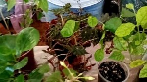 Выставка в Анапе 2 июня.